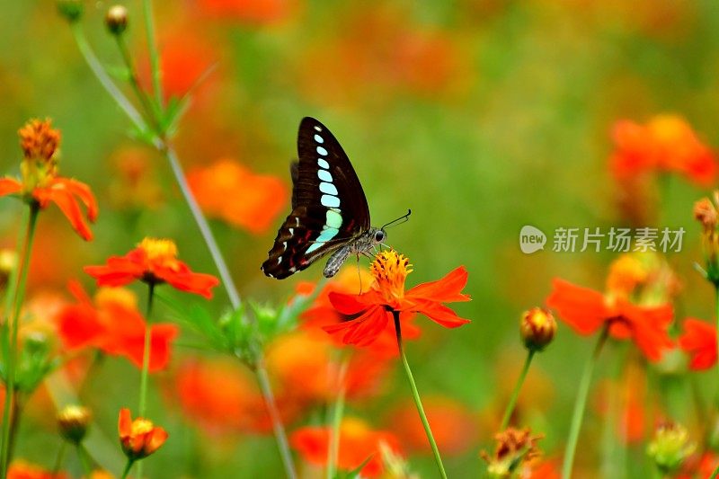 蝴蝶和黄色/橙色的宇宙花